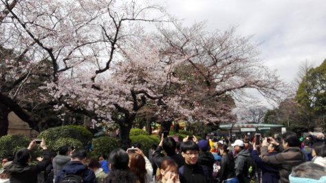 Los mejores meses para viajar a Japón