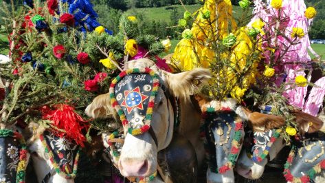 Visitar el Almabtrieb en Austria: ¡El desfile de las vacas!