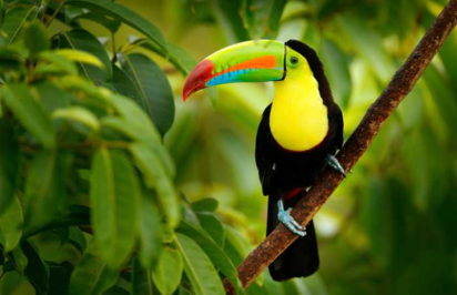 Viajes a la naturaleza: ¿Dónde ver animales salvajes?