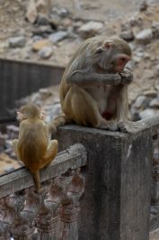 Galtaji: El templo de los monos en la india
