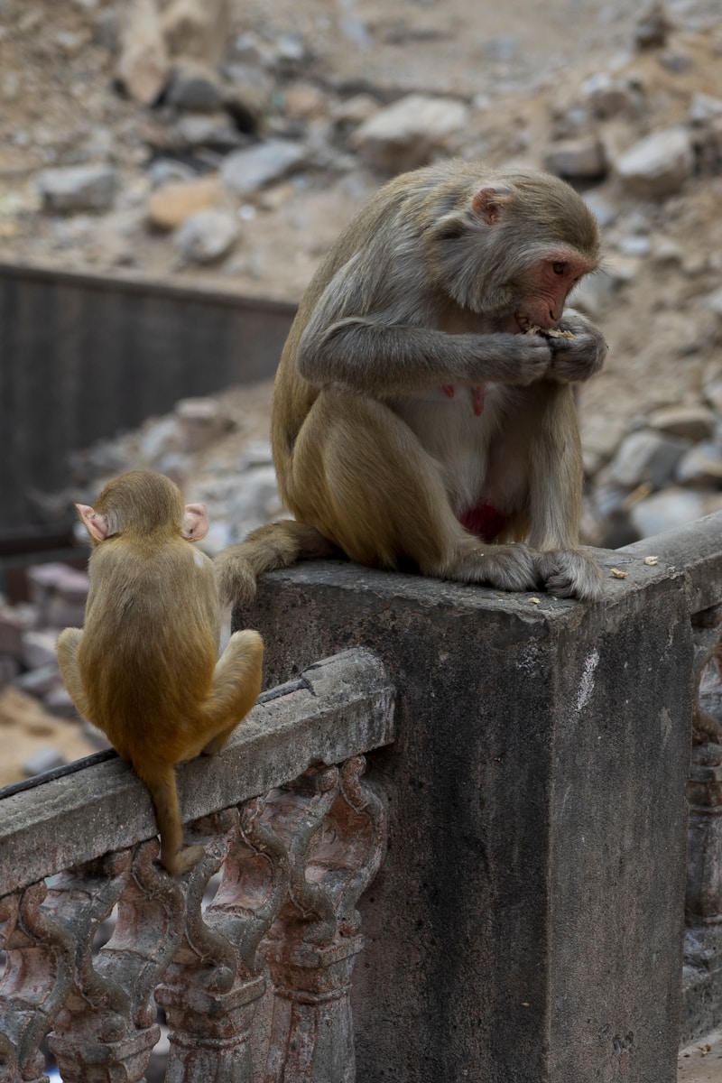 Galtaji templo de los monos en la india